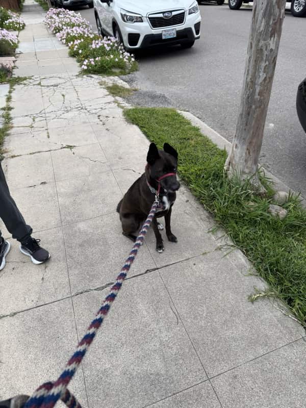 A picture of a black dog named Bowie sitting, taken on April 16 2025 at 6:59 am